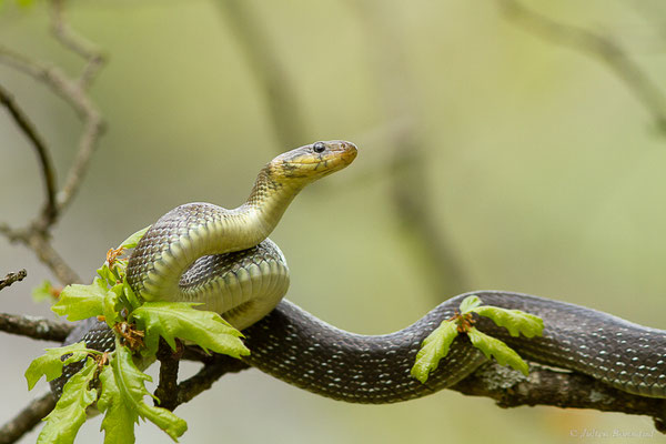 Couleuvre d'Esculape — Zamenis longissimus (Laurenti, 1768)