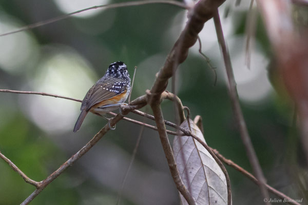 Alapi carillonneur — Hypocnemis cantator (Boddaert, 1783), (Le Gallion, Montsinéry-Tonnegrande, Guyane, le 07/06/2014)