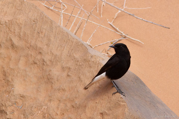 Traquet à tête blanche — Oenanthe leucopyga (Brehm, 1855), (Guelmim-Oued Noun), Maroc, le 29/03/2024)