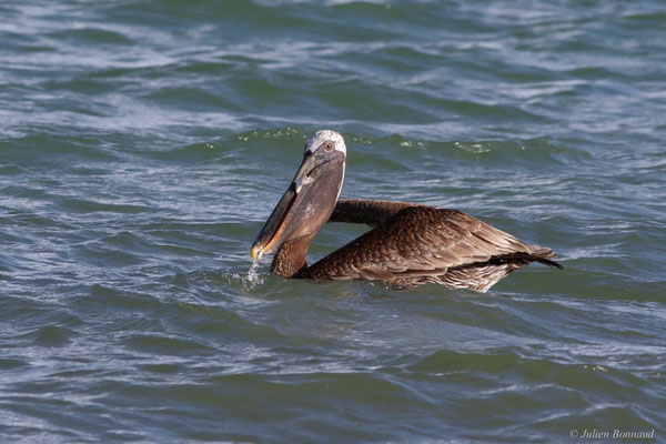 Pélican brun — Pelecanus occidentalis Linnaeus, 1766, (Saint-Anne, Guadeloupe, le 15/05/2016)
