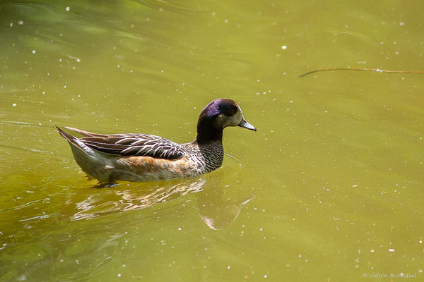 Canard à front blanc — Mareca americana (Gmelin, 1789), (Parc animalier de Nahuques, Mont-de-Marsan (40), France, le 19/05/2023)