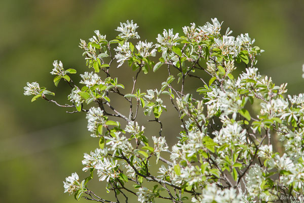 Amélanchier — Amelanchier ovalis Medik. 1793, (Etsaut (64), France, le 30/04/2019)