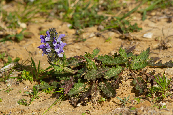 Sauge verveine — Salvia verbenaca L., 1753, (Maroc, le 27-30/01/2023)