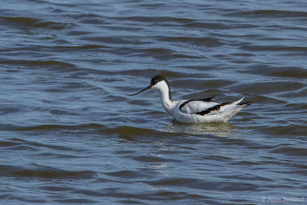 Avocette élégante — Recurvirostra avosetta Linnaeus, 1758, (adulte) (Réserve ornithologique du Teich (33), France, le 15/02/2021)