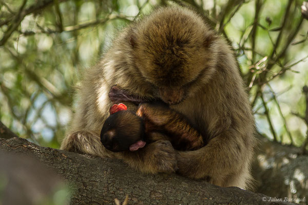 Magot, Macaque berbère, Macaque de Barbarie — Macaca sylvanus (Linnaeus, 1758)