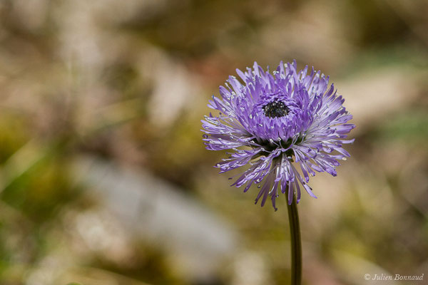 Globulaire à tiges nues — Globularia nudicaulis L., 1753, (fort du Portalet, Etsaut (64), France, le 05/04/2021)