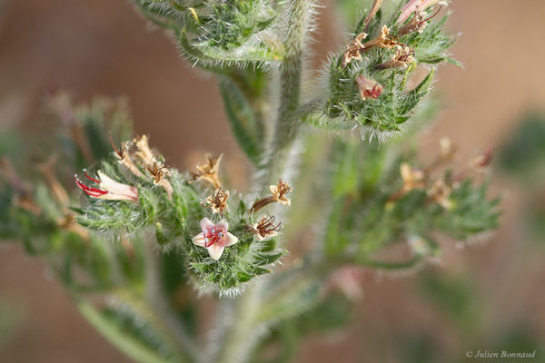 Vipérine des Pyrénées — Echium asperrimum Lam., 1792, (Bardenas Real, Arguedas (Aragon), Espagne, le 08/06/2022)