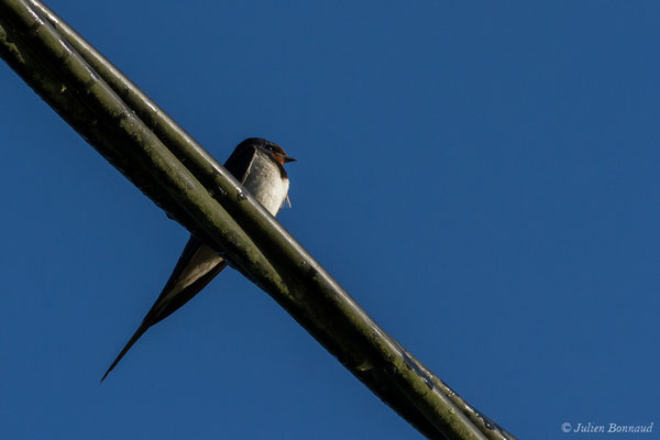 Hirondelle rustique (Hirundo rustica) (Parbayse (64), France, le 15/09/2017)