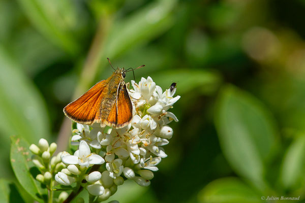 Hespérie du Dactyle — Thymelicus lineola (Ochsenheimer, 1808), (Fort du Portalet, Etsaut (64), France, le 23/06/2023)