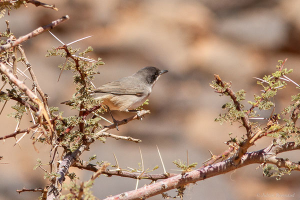 Fauvette orphée — Curruca hortensis (J.F. Gmelin, 1789),(Msseyed (Guelmim-Oued Noun), Maroc, le 28/03/2024)