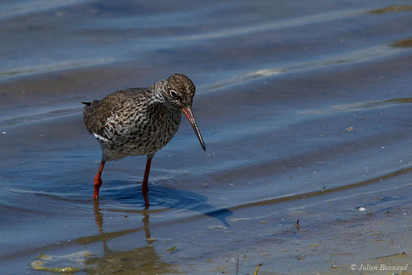 Chevalier gambette — Tringa totanus (Linnaeus, 1758), (réserve ornithologique du Teich (33), France, le 23/05/2021)