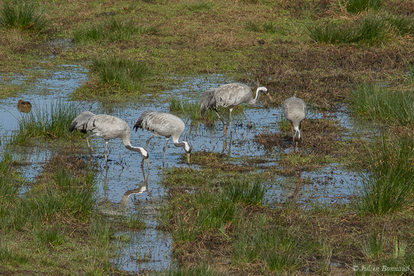 Grue cendrée – Grus grus (Linnaeus, 1758), (réserve des barthes de Saint-Martin-de-Seignanx (64), France, le 19/01/2019)