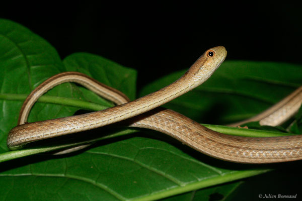 Thamnodynastes pâle — Thamnodynastes pallidus (Linnaeus, 1758), (Kaw, Guyane, le 21/06/2015)