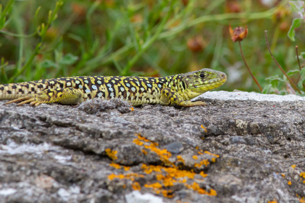 Lézard ocellé — Timon lepidus (Daudin, 1802), (femelle adulte), (Tarnos (64), France), le 05/06/2025)