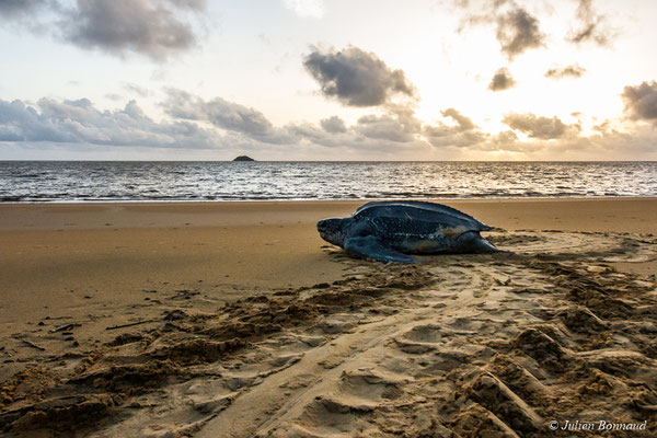 Tortue luth — Dermochelys coriacea (Vandelli, 1761), (Plage des Salines, Remire-Montjoly, Guyane, le 20/05/2017)