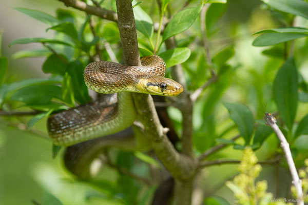 Couleuvre d'Esculape — Zamenis longissimus (Laurenti, 1768)