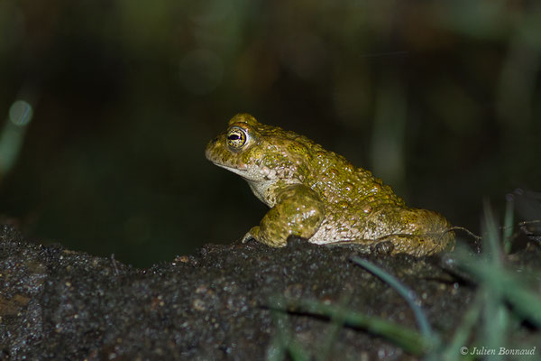 Crapaud calamite — Epidalea calamita (Laurenti, 1768)