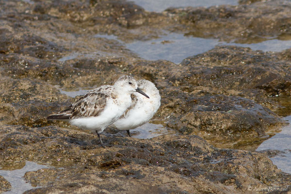 Bécasseau sanderling — Calidris alba (Pallas, 1764), (Lisbonne, Portugal, le 27/08/2018)