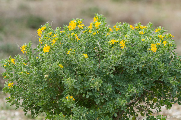 Luzerne en arbre — Medicago arborea L., 1753