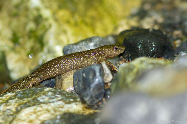 Calotriton des Pyrénées ou Euprocte des Pyrénées – Calotriton asper (Al. Dugès, 1852), (Sarrance (64), France, le 23/04/2022)