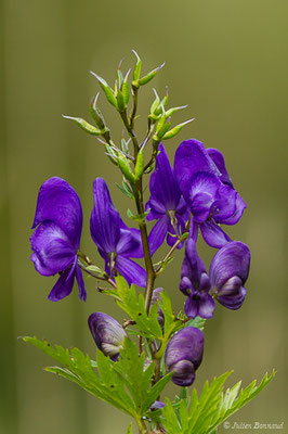 Aconit panaché, Aconit à bec — Aconitum variegatum L., 1753