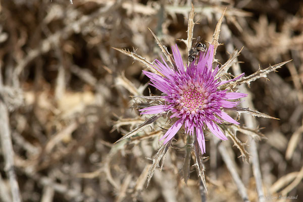 Atractyle humble — Atractylis humilis L., 1753, (Bardenas Real, Arguedas (Aragon), Espagne, le 02/07/2022)