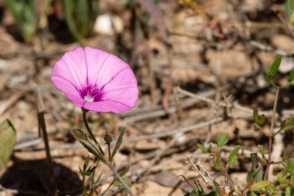 Liseron fausse guimauve — Convolvulus althaeoides L., 1753, (Laazib (Guelmim-Oued Noun), Maroc, le 30/01/2023)