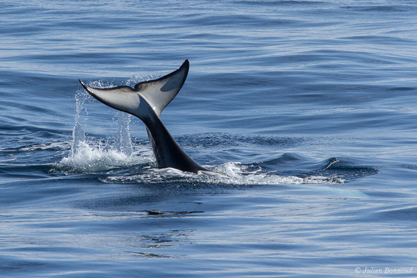 Orque, Epaulard (Orcinus orca) (Saint-Jean-de-Luz (64), France, le 05/10/2019)