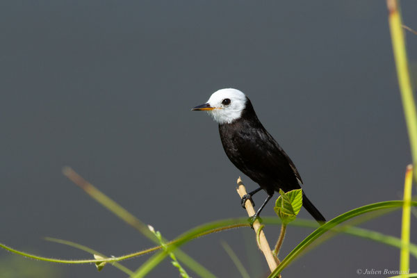 Moucherolle à tête blanche — Arundinicola leucocephala (Linnaeus, 1764)