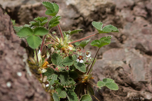 Potentille faux fraisier, Potentille stérile — Potentilla sterilis (L.) Garcke, 1856, (Arreau (65), France, le 04/03/2021)