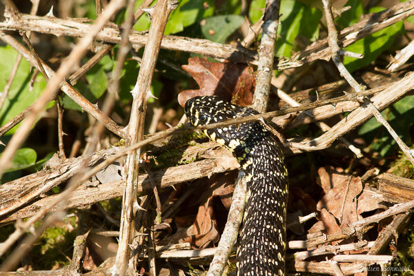 Couleuvre verte et jaune — Hierophis viridiflavus (Lacepède, 1789)