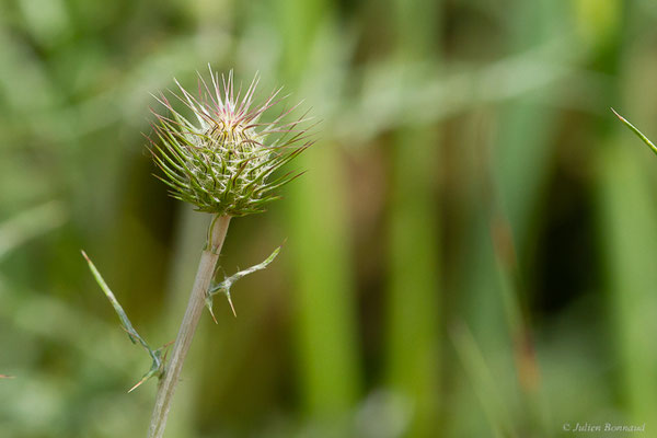 Galactitès tomenteux, Centaurée tomenteuse — Galactites tomentosus Moench, 1794, (Lac du Salagou, Clermont-l'Hérault (34), France, le 02/05/2025)