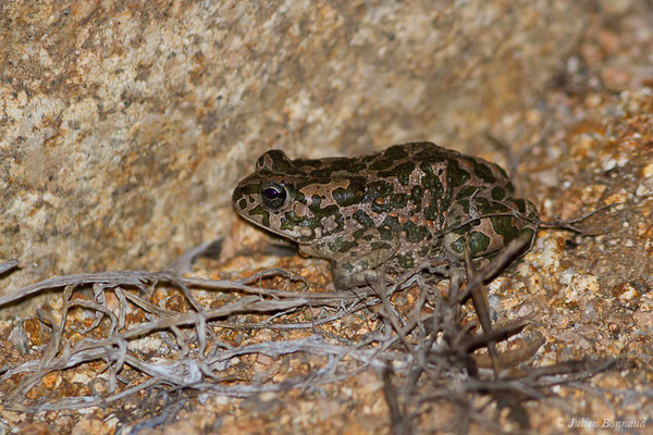 Crapaud vert des Baléares — Bufotes viridis balearicus (Boettger, 1880), (Bonifacio (2A), France, le 01/09/2019)