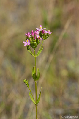 Petite centaurée commune, Erythrée — Centaurium erythraea Rafn, 1800, (Arbus (64), France, le 25/06/2019)