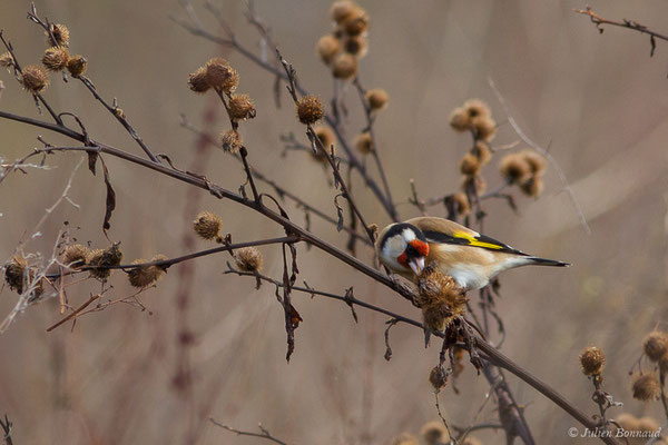 Chardonneret élégant — Carduelis carduelis (Linnaeus, 1758), (Ossun (65), France, le 13/11/2019)