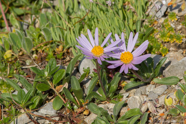 Aster des Alpes — Aster alpinus L., 1753, (Station de ski de Gourette, Eaux Bonnes (65), France, le 30/07/2020)