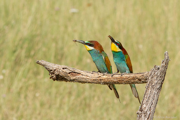 Guêpier d'Europe — Merops apiaster Linnaeus, 1758, (Pitillas (Navarre), Espagne, le 15/07/2023)