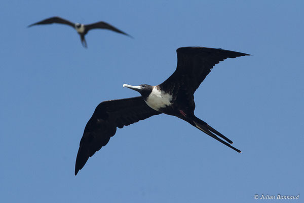 Frégate superbe – Fregata magnificens Mathews, 1914, (Saint-Anne, Guadeloupe, le 15/05/2016)