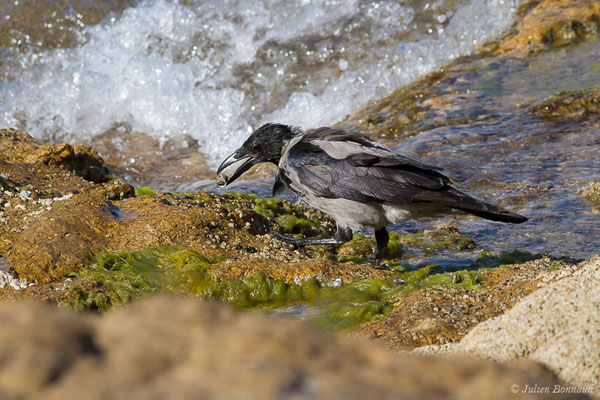 Corneille mantelée — Corvus cornix Linnaeus, 1758, (L'Île-Rousse (2B), France, le 13/09/2019)