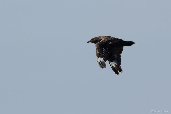 Grand Labbe — Stercorarius skua (Brünnich, 1764), (Saint-Jean-de-Luz (64), France, le 17/10/2020)