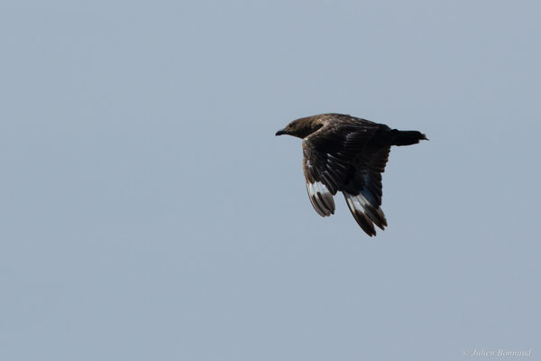 Grand Labbe — Stercorarius skua (Brünnich, 1764)