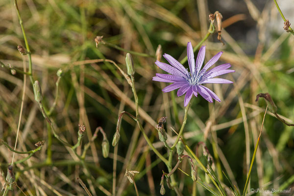 Laitue vivace — Lactuca perennis L., 1753, (Mont Faron, Toulon (83), France, le 01/02/2021)