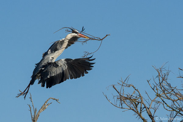 Héron cendré — Ardea cinerea Linnaeus, 1758, (Parc ornithologique de Pont de Gau (13), France, le 20/02/2020)