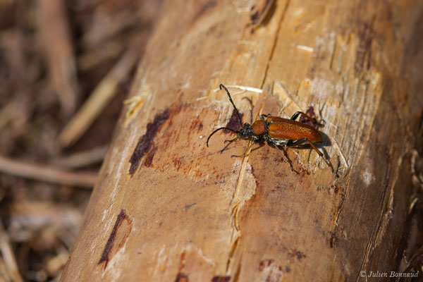 Lepture rouge (Stictoleptura rubra) (Le Pian-Médoc (33), France, le 12/07/2018)