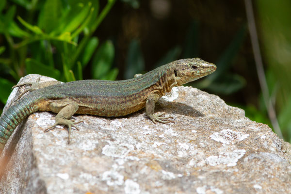 Lézard des Baléares — Podarcis lilfordi (Günther, 1874)