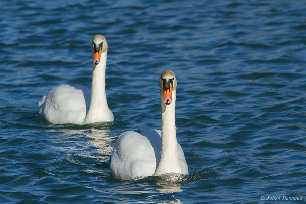 Cygne tuberculé — Cygnus olor (Gmelin, JF, 1789), (Artix (64), France, le 19/01/2020)