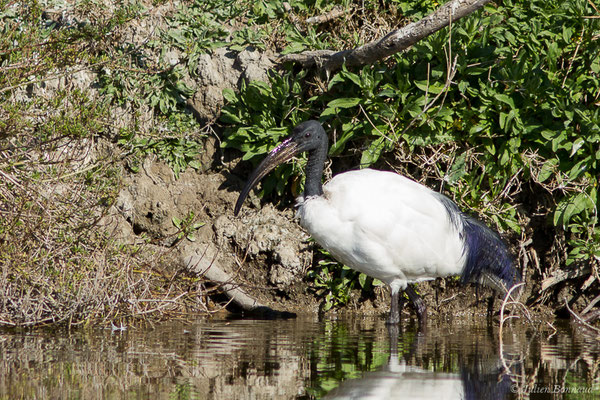 Ibis sacré — Threskiornis aethiopicus (Latham, 1790), (Parc ornithologique de Pont de Gau (13), France, le 20/02/2020)