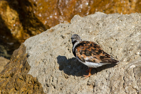 Tournepierre à collier — Arenaria interpres (Linnaeus, 1758), (Lisbonne, Portugal, le 26/08/2018)