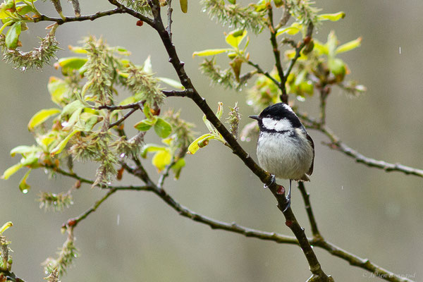 Mésange noire — Periparus ater (Linnaeus, 1758), (Etsaut (64), France, le 20/04/2022)