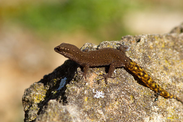 Saurodactyle de Brosset — Saurodactylus brosseti Bons & Pasteur, 1957